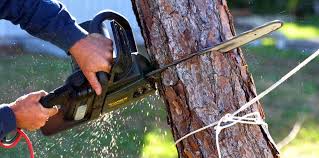 Leaf Removal in Artesia, CA