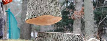 Reliable Artesia, CA Tree Removal Solutions