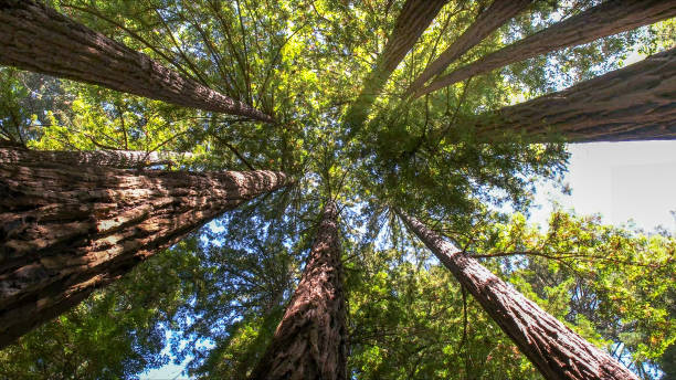 Best Root Management and Removal  in Artesia, CA