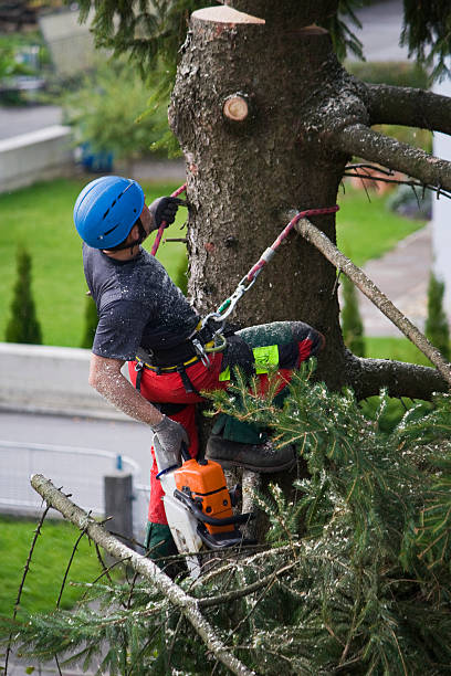 Best Lawn Renovation and Restoration  in Artesia, CA