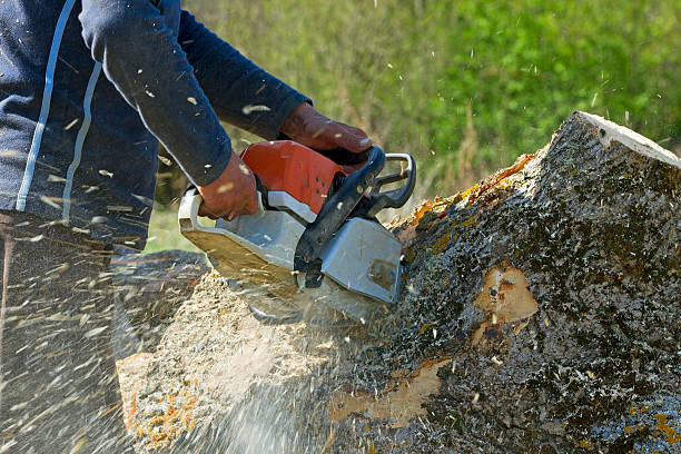 Tree and Shrub Care in Artesia, CA