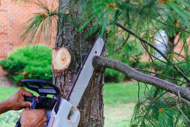 Best Tree Removal  in Artesia, CA